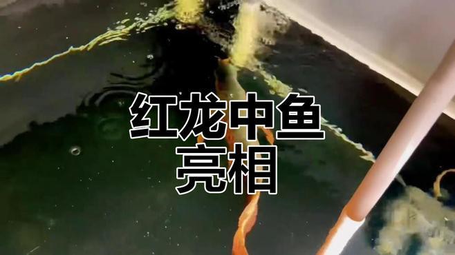 巨型紅龍魚視頻大全