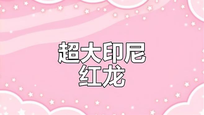 巨型紅龍魚視頻大全