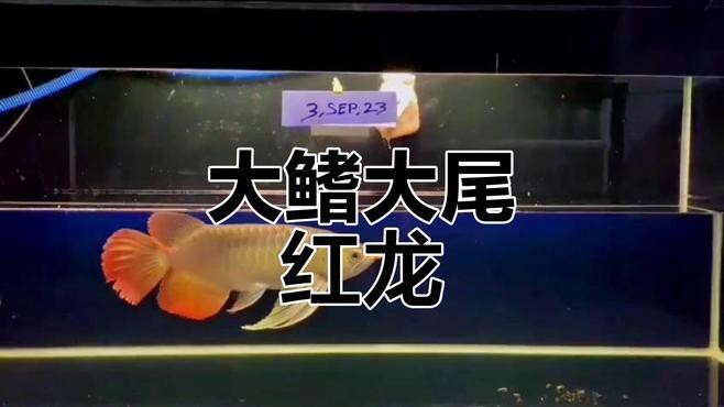 巨型紅龍魚視頻大全