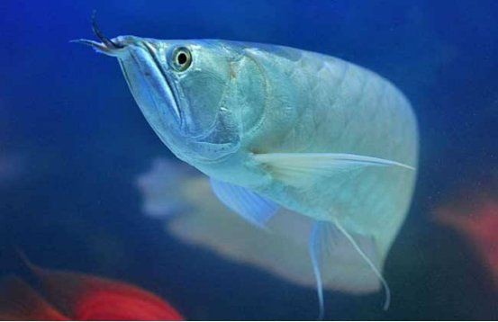 龍魚養(yǎng)一條還是兩條好