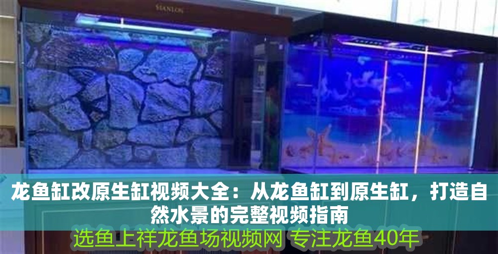 龍魚缸改原生缸視頻大全：從龍魚缸到原生缸，打造自然水景的完整視頻指南