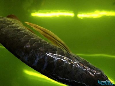 龍魚身上有白膜是什么病：龍魚白膜如何預防，改善龍魚水質的具體步驟