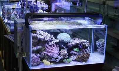 水族箱光照強(qiáng)度標(biāo)準(zhǔn)值：關(guān)于水族箱光照強(qiáng)度的一些標(biāo)準(zhǔn)和建議