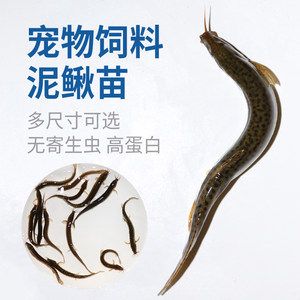 龍魚翹嘴好不好養(yǎng)，翹嘴魚的飼養(yǎng)管理：翹嘴魚的養(yǎng)殖技術(shù)有待進一步探討龍魚翹嘴魚的養(yǎng)殖技術(shù)