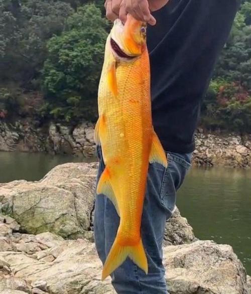 金龍魚翹嘴圖片欣賞大全