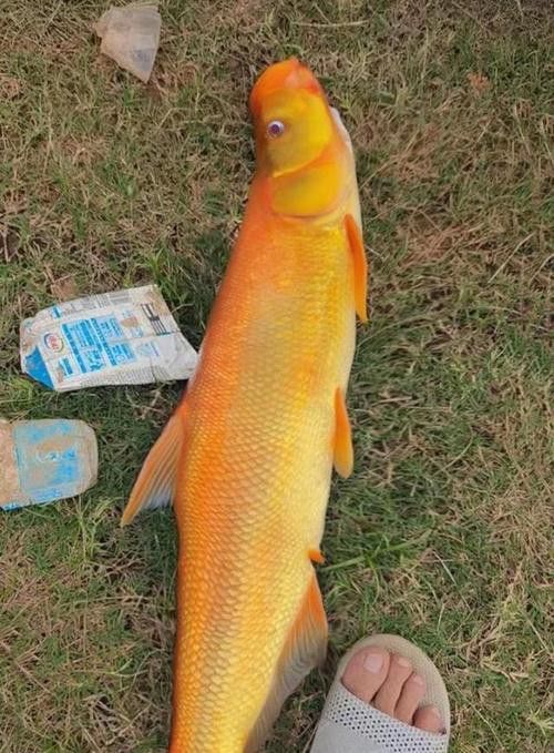 金龍魚翹嘴圖片欣賞大全