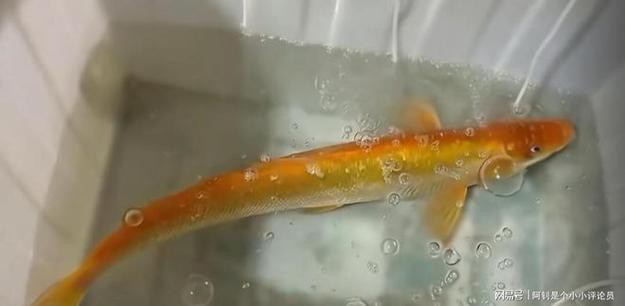 金龍魚翹嘴圖片欣賞大全