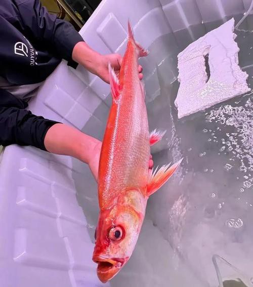 金龍魚翹嘴圖片欣賞大全