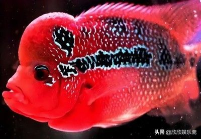 中國最貴的龍魚排行榜：中國最貴的十大龍魚品種排行榜(一條魚五百萬