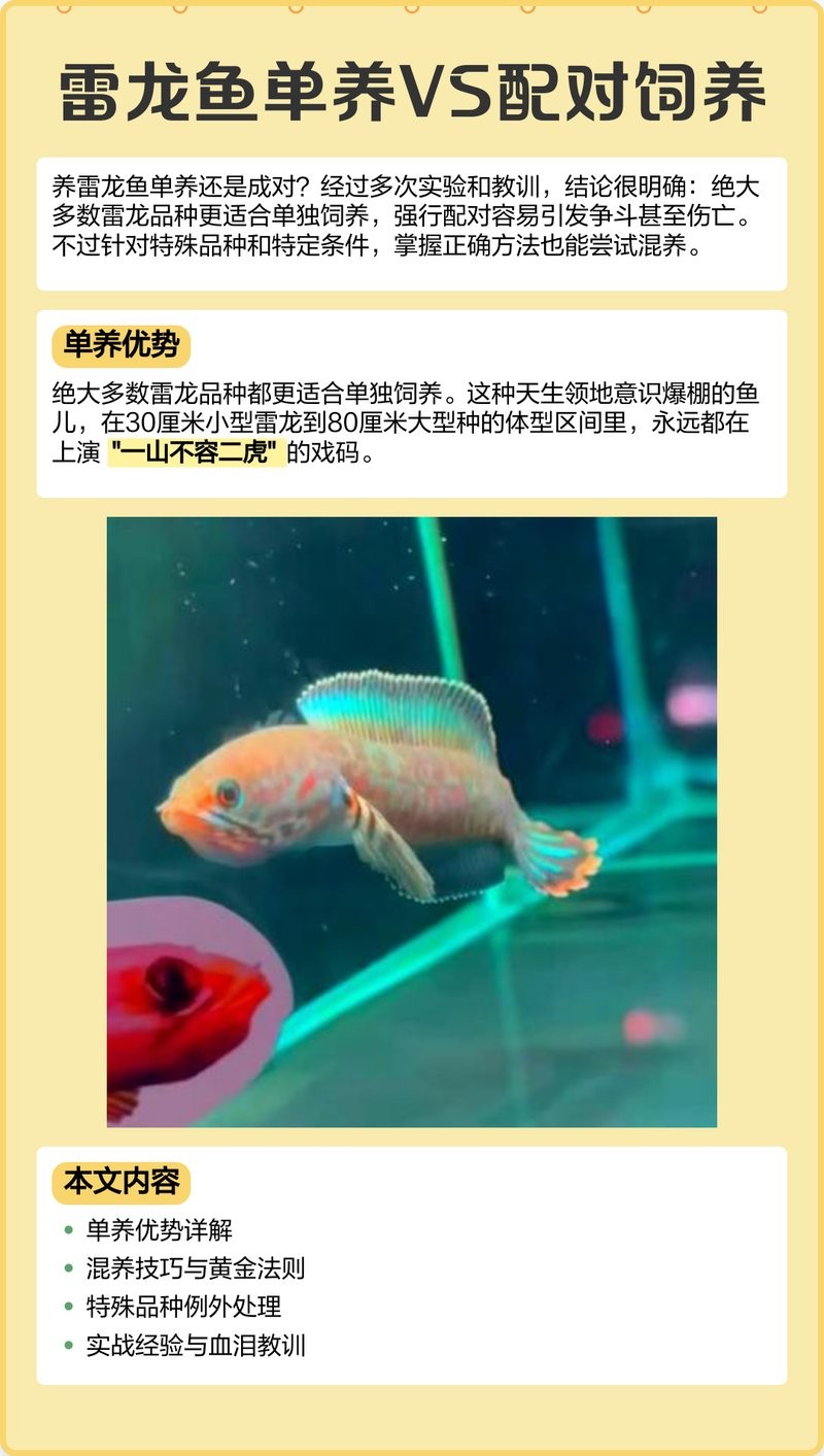 雷龍魚和銀龍魚能混養(yǎng)么視頻