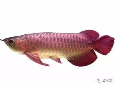 龍魚缸需要什么設(shè)備：如何正確安裝龍魚缸加熱棒