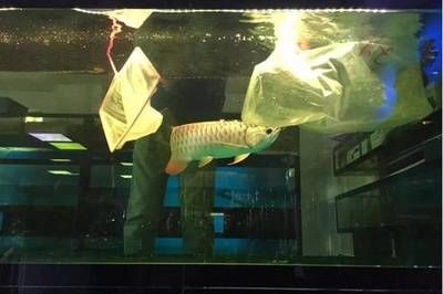金龍魚氯氣中毒的癥狀有哪些：金龍魚氯氣中毒的癥狀