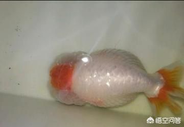 土霉素治龍魚什么病（土霉素在治療龍魚的時候有哪些注意事項？）
