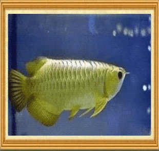 一眉可以和龍魚混養嗎：一眉道人魚可以與龍魚混養嗎？