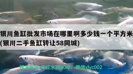 銀川魚缸批發市場在哪里啊多少錢一個平方米(銀川二手魚缸轉讓58同城)