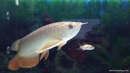 過背金龍魚苗能長多大：過背金龍魚苗能長多大的詳細信息過背金龍魚苗有望成長