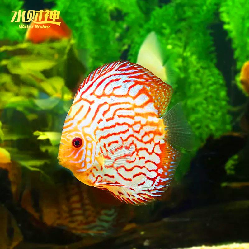 常見的觀賞魚品種：常見的觀賞魚品種有哪些