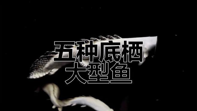 哪種底層魚最適合與龍魚混養(yǎng)？ 哪種底層魚最適合與龍魚混養(yǎng)？ 龍魚百科 第1張