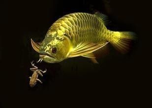 龍魚吃什么魚肉好吃：如何判斷龍魚是否適合投喂給龍魚