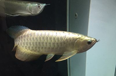 龍魚最佳水位是多少度：龍魚的最佳水位是多少