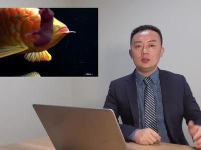 龍魚全身長白點是什么：龍魚全身長白點怎么辦