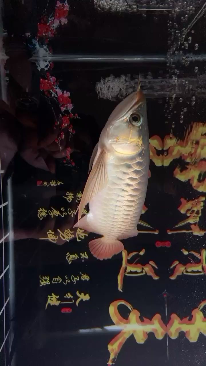 30公分了能紅嗎？