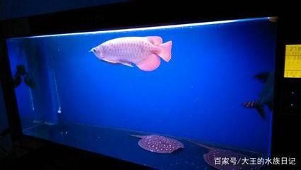 龍魚單養(yǎng)與混養(yǎng)的選擇（龍魚單養(yǎng)和混養(yǎng)各有優(yōu)缺點(diǎn)）