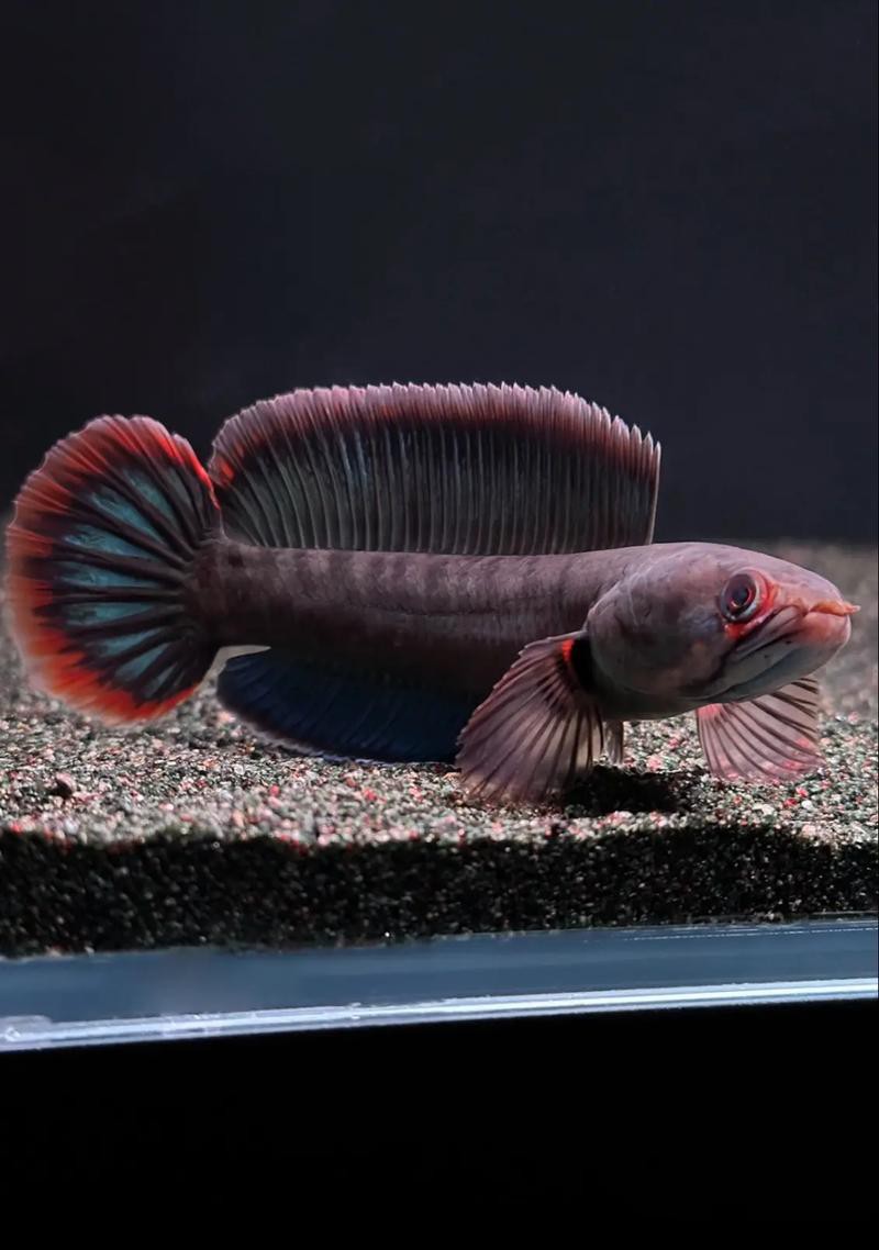 酒紅雷龍魚圖片大全大圖