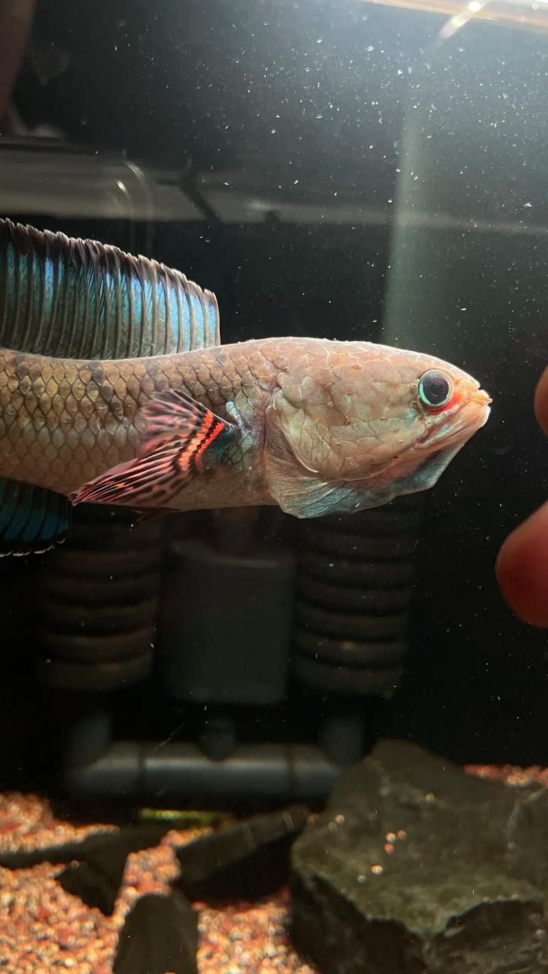 酒紅雷龍魚圖片大全大圖