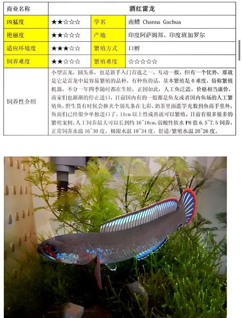 酒紅雷龍魚圖片大全大圖