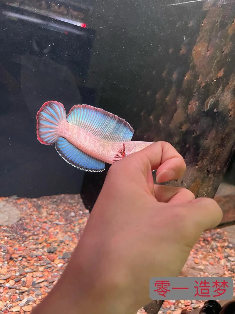 酒紅雷龍魚圖片大全大圖