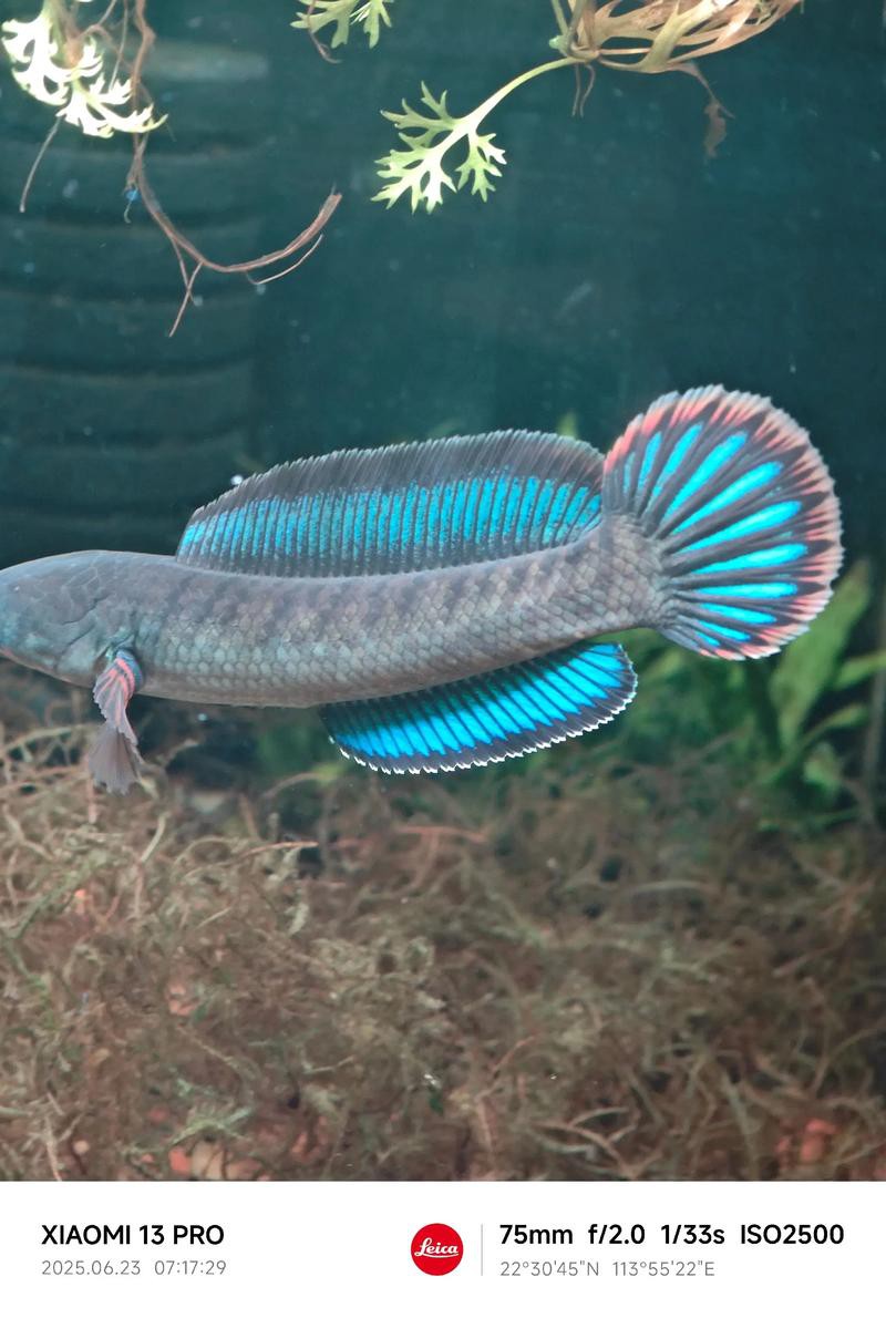 酒紅雷龍魚圖片大全大圖