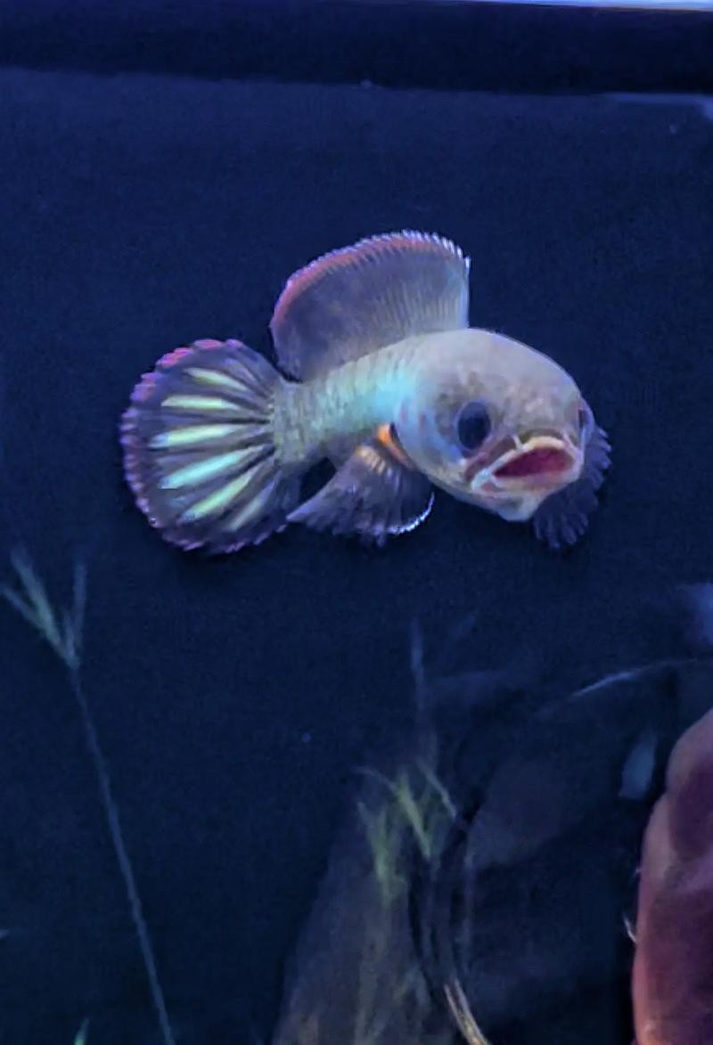 酒紅雷龍魚圖片大全大圖