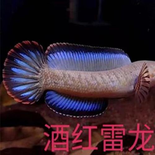 酒紅雷龍魚圖片大全大圖