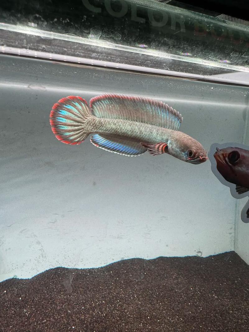 酒紅雷龍魚圖片大全大圖