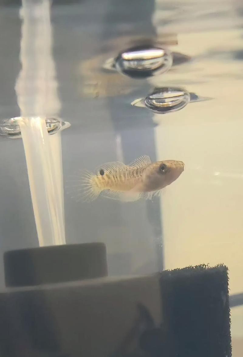 酒紅雷龍魚圖片大全大圖