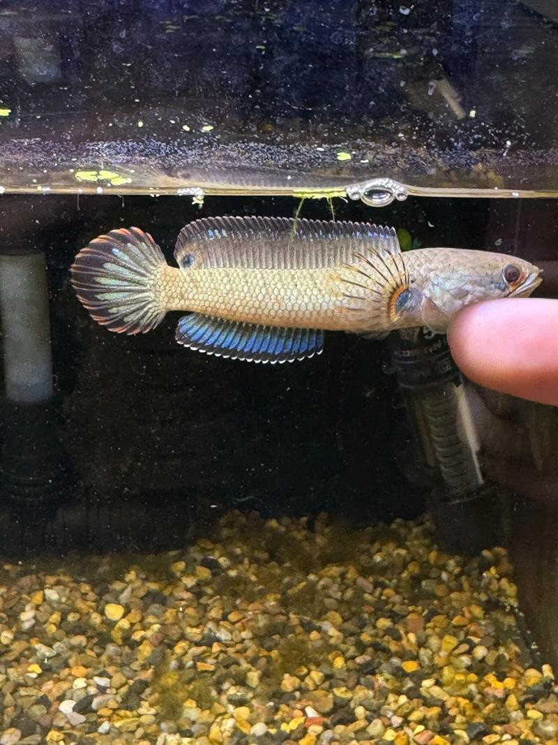 酒紅雷龍魚圖片大全大圖