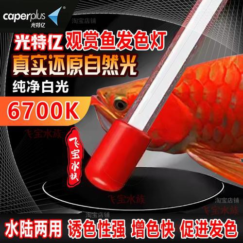 如何選擇適合龍魚的6700K燈？