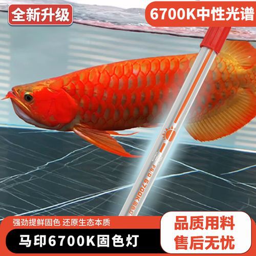 如何選擇適合龍魚的6700K燈？
