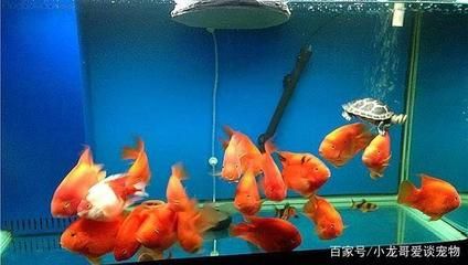 菠蘿魚能和什么魚混養嗎菠蘿魚能和龍魚混養嗎：菠蘿魚可以和什么魚混養
