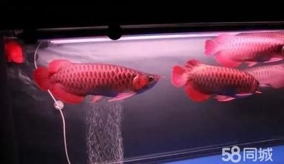 紅龍魚在魚缸里能產子嗎（紅龍魚在家庭魚缸中能否產子？）