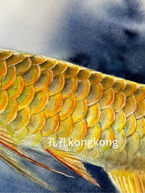 水彩金龍魚
