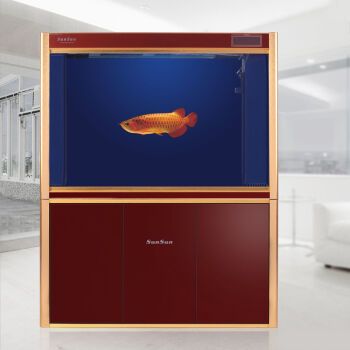 一米龍魚多少錢？：一米長的龍魚價格受到多種因素影響，一米龍魚多少錢 一米龍魚多少錢？：一米長的龍魚價格受到多種因素影響，一米龍魚多少錢 龍魚百科 第3張