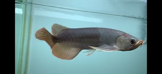 龍魚(yú)什么叫鯊魚(yú)嘴:鯊魚(yú)嘴是一種特殊的嘴型特征,龍魚(yú)鯊魚(yú)嘴的觀賞價(jià)值 龍魚(yú)百科 第3張 龍魚(yú)什么叫鯊魚(yú)嘴:鯊魚(yú)嘴是一種特殊的嘴型特征,龍魚(yú)鯊魚(yú)嘴的觀賞價(jià)值 龍魚(yú)什么叫鯊魚(yú)嘴:鯊魚(yú)嘴是一種特殊的嘴型特征,龍魚(yú)鯊魚(yú)嘴的觀賞價(jià)值 龍魚(yú)百科 第3張