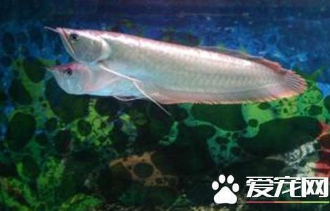 銀龍魚苗生長速度監測方法：銀龍魚的生長速度監測