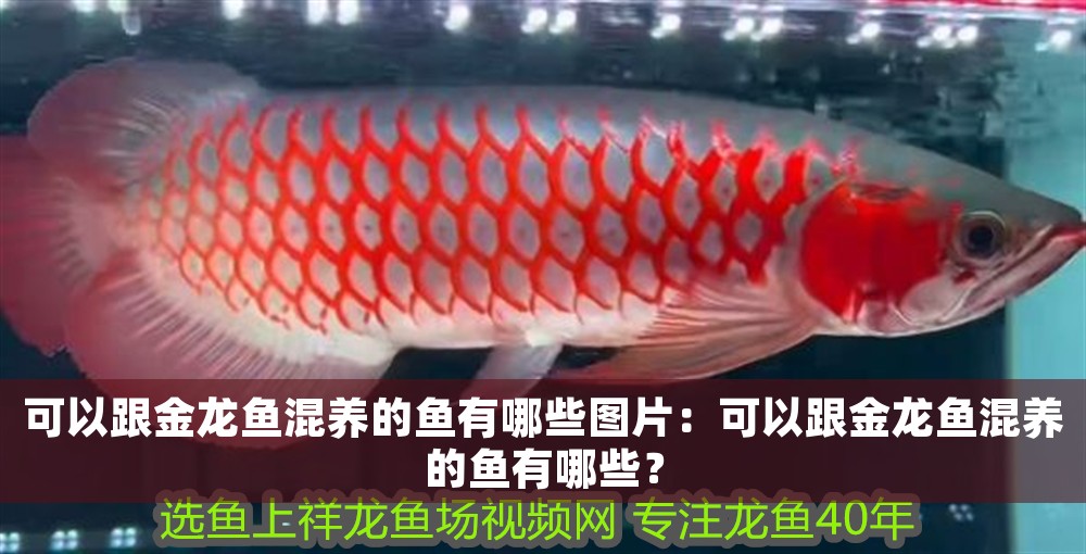 可以跟金龍魚(yú)混養(yǎng)的魚(yú)有哪些圖片：可以跟金龍魚(yú)混養(yǎng)的魚(yú)有哪些？