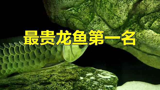 紅龍品種中哪個最稀有？
