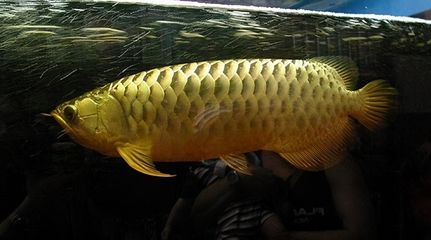 廣州市龍魚三大商家是誰開的，廣州市龍魚三大商家