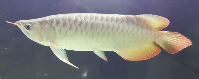 龍魚白眼病怎么醫治：龍魚白眼病怎么辦