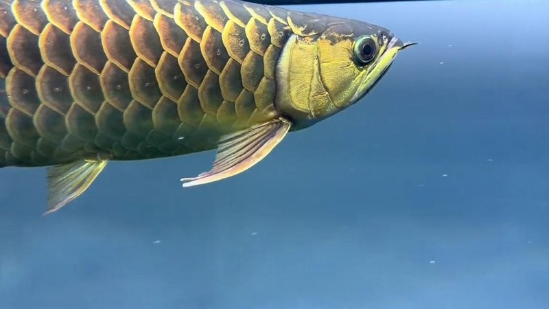 龍魚嘴撞裂了多久能長好啊視頻